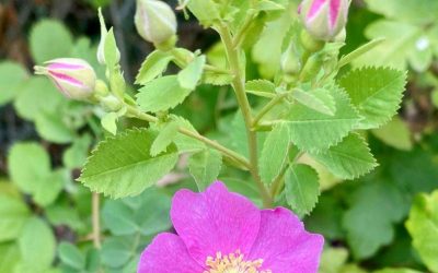 Late Summer: The Wild Rose
